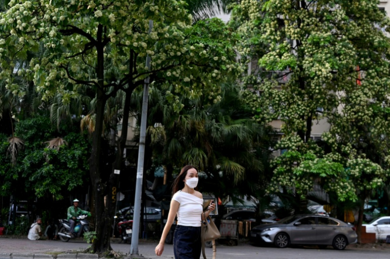 Une personne marche à Hanoï devant des arbres hoa sua, le 15 octobre 2026 ( AFP / Nhac NGUYEN )
