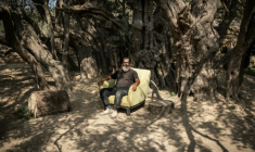 Salah Abou Ali, 52 ans, gardien officiel du plus vieil olivier de Cisjordanie, devant son arbre le 4 novembre 2025 à al-Walajah en Cisjordanie ( AFP / John Wessels )