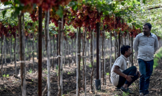 Des agriculteurs assis dans un vignoble près de Nashik, dans l'Etat du Maharashtra, le 20 janvier 2026 en Inde ( AFP / Punit PARANJPE )