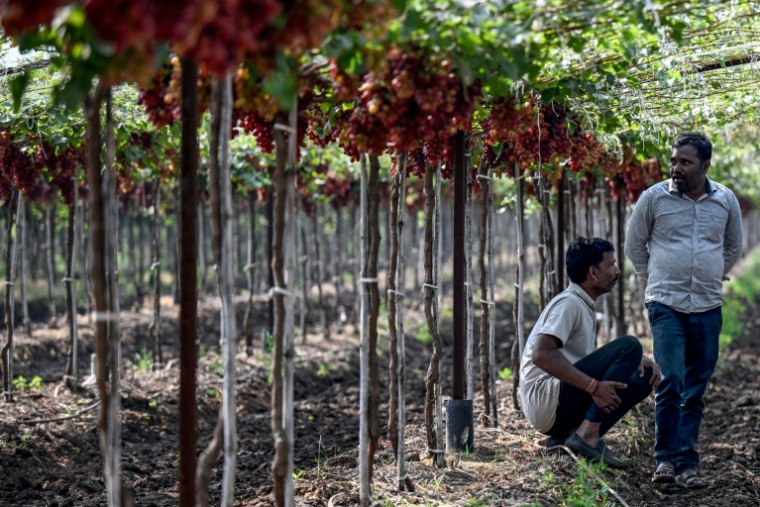 Des agriculteurs assis dans un vignoble près de Nashik, dans l'Etat du Maharashtra, le 20 janvier 2026 en Inde ( AFP / Punit PARANJPE )