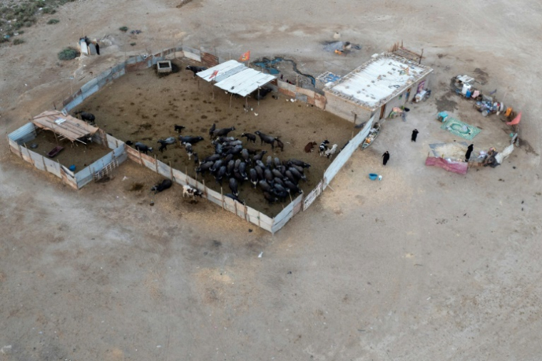 Vue aérienne de buffles d'eau dans l'enclos d'une ferme des marais de Chibayish, frappés par la sécheresse, dans le sud de l'Irak, le 19 août 2025 ( AFP / Asaad NIAZI )