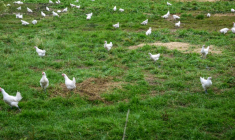 Poulets de Bresse près de Macon le 3 juin 2026 ( AFP / OLIVIER CHASSIGNOLE )