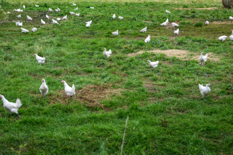 Poulets de Bresse près de Macon le 3 juin 2026 ( AFP / OLIVIER CHASSIGNOLE )
