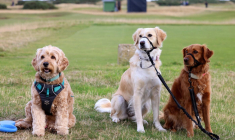 L’OL invite les chiens en tribune