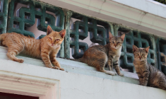 (Crédits photo : Unsplash - Rock Vincent Guitard )