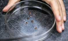 Un chercheur collecte des punaises de lit dans un laboratoire de l'Université des sciences de Malaisie (USM) à George Town, sur l'île de Penang, le 8 octobre 2025 ( AFP / Mohd RASFAN )