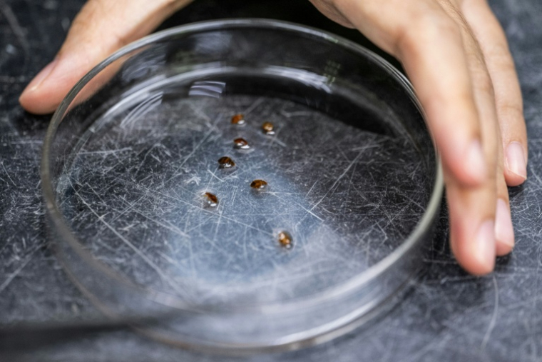 Un chercheur collecte des punaises de lit dans un laboratoire de l'Université des sciences de Malaisie (USM) à George Town, sur l'île de Penang, le 8 octobre 2025 ( AFP / Mohd RASFAN )
