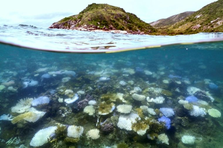 Cette photo sous-marine prise le 5 avril 2024 montre des coraux blanchis et morts autour de Lizard Island, dans la Grande Barrière de Corail, située à 270 kilomètres au nord de la ville de Cairns.Les scientifiques mettent en garde contre l'arrivée, en 2026, d'un phénomène El Niño potentiellement puissant qui pourrait dévaster les récifs coralliens du monde entier, déjà affaiblis par des épisodes successifs de blanchissement. ( AFP / DAVID GRAY )