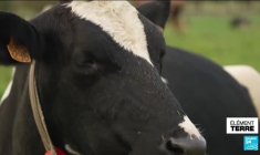 Des vaches plus petites et moins polluantes pour réduire les gaz à effet de serre