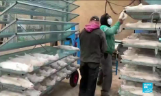 Un premier élevage de visons contaminé au Covid-19 en France