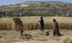 Des Palestiniens récoltent du blé dans un champ de la région d'As-Sawiyah, au sud de Naplouse, en Cisjordanie occupée, le 4 juin 2026 ( AFP / Zain JAAFAR )