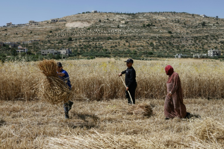 Des Palestiniens récoltent du blé dans un champ de la région d'As-Sawiyah, au sud de Naplouse, en Cisjordanie occupée, le 4 juin 2026 ( AFP / Zain JAAFAR )