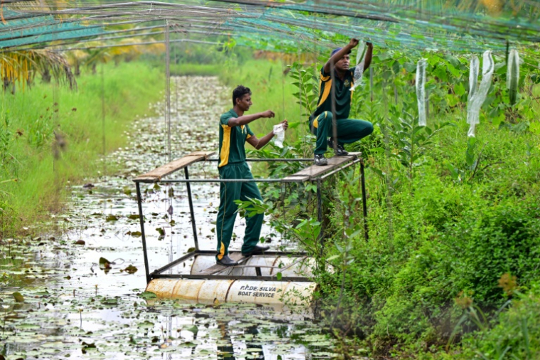 Des soldats de la Force opérationnelle spéciale sri-lankaise (STF) travaillent dans une plantation à Katukurunda pour remettre en culture des champs pollués par le sel de la mer, le 28 mars 2025 au Sri Lanka ( AFP / Ishara S. KODIKARA )