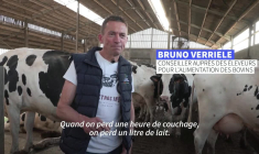 Les vaches laitières du Nord souffrent aussi de la vague de chaleur