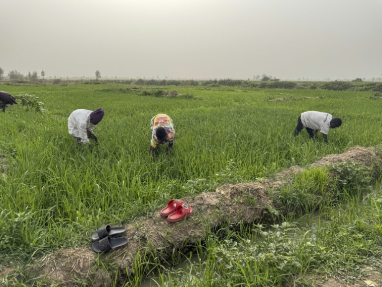 Des agriculteurs désherbent une rizière dans une exploitation irriguée près du fleuve Sokoto, à Argungu, le 12 avril 2025 ( AFP / Suzanne Lassen )