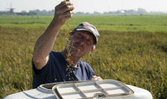 L'agriculteur Sander Roeleveld examine sa première récolte de riz dans son champ à Oud Ade, aux Pays-Bas, le 29 septembre 2026 ( AFP / Lina Selg )