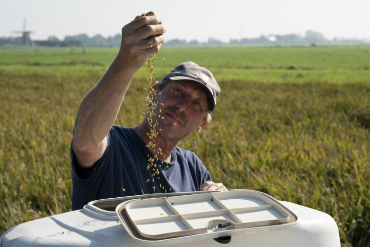 L'agriculteur Sander Roeleveld examine sa première récolte de riz dans son champ à Oud Ade, aux Pays-Bas, le 29 septembre 2026 ( AFP / Lina Selg )