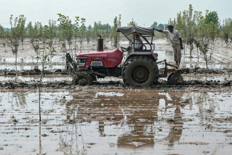 Des agriculteurs labourent un champ dans le village de Shehzada, affecté par les inondations, le 12 septembre 2025 dans l'Etat du Pendjab, en Inde ( AFP / Narinder NANU )