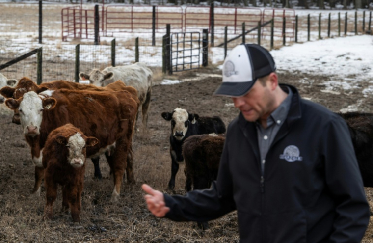 Chris Stem et ses vaches, à Ashland, Virginie, le 12 février 2026 ( AFP / ANDREW CABALLERO-REYNOLDS )