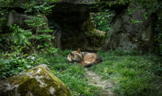 Un loup au Parc zoologique de Vincennes près de Paris le 17 avril 2026 ( AFP / Simon Wohlfahrt )