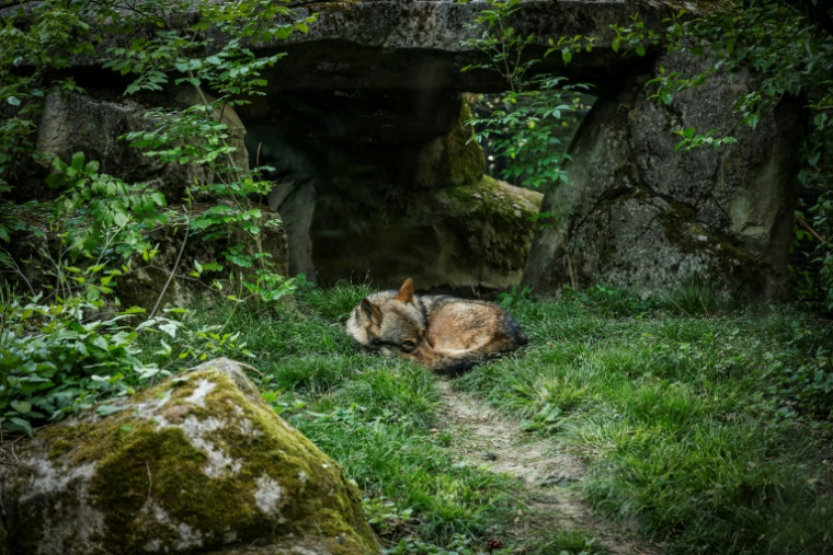 Un loup au Parc zoologique de Vincennes près de Paris le 17 avril 2026 ( AFP / Simon Wohlfahrt )