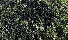 Des olives cueillies dans une ferme à Iznajar, en Espagne, le 6 mars 2012 ( AFP / CRISTINA QUICLER )