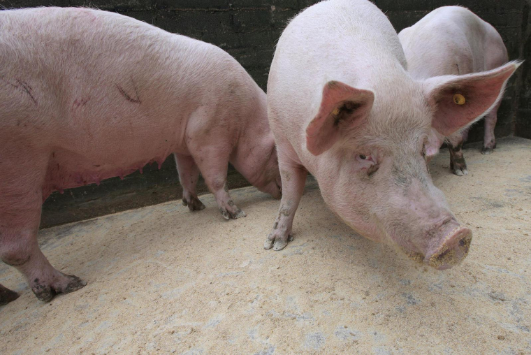 Le géant asiatique est confronté à un différend commercial avec Bruxelles après une surtaxe sur les véhicules électriques fabriqués sur son sol. La Chine a répliqué par une enquête antidumping sur les importations de porc et de produits à base de porc en provenance de l'Union européenne (UE). ( AFP / PETER MUHLY )