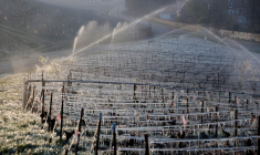 FRANCE: LE GEL D'AVRIL POURRAIT RÉDUIRE LA PRODUCTION DE VIN DE 30%