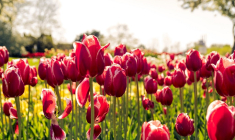 Quand les bulbes de tulipes vendus sur le marché aux fleurs d’Amsterdam ne fleurissent pas (Crédit photo: Keenan Barber - Unsplash)