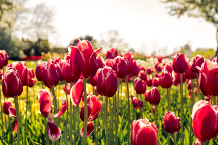 Quand les bulbes de tulipes vendus sur le marché aux fleurs d’Amsterdam ne fleurissent pas (Crédit photo: Keenan Barber - Unsplash)