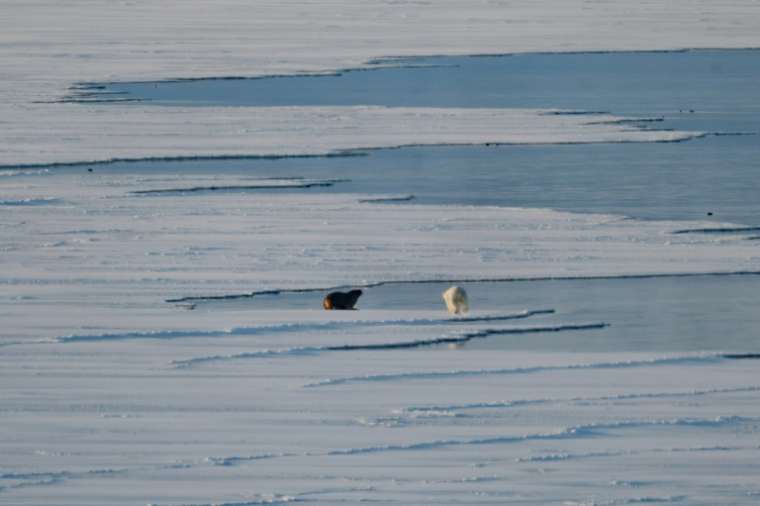 Un ours polaire mâle attaque un morse sur la banquise près des glaciers de l'est du Spitzberg, dans l'archipel du Svalbard, le 9 avril 2025 ( AFP / Olivier MORIN )