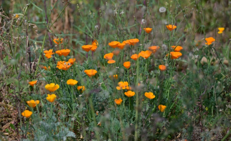 Des pavots de Californie à Altadena, près de Los Angeles, le 30 mars 2026  ( AFP / Frederic J. BROWN )