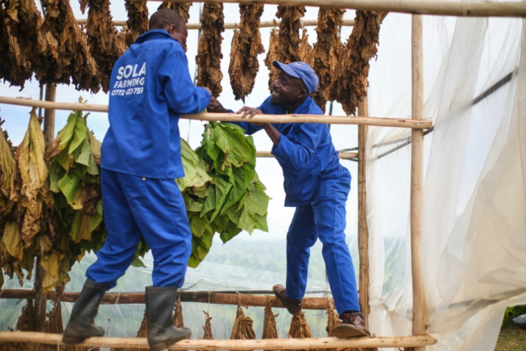 Des ouvriers agricoles s'occupent des feuilles de tabac destinées au séchage, dans une exploitation située près de Bulawayo, au Zimbabwe, le 12 mars 2026. ( AFP / Zinyange Auntony )
