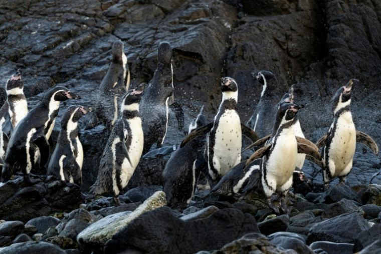 Des manchots de Humboldt à la réserve nationale de Punta San Juan de Marcona, dans le département d'Ica, dans le sud du Pérou, le 29 septembre 2025 ( AFP / Ernesto BENAVIDES )