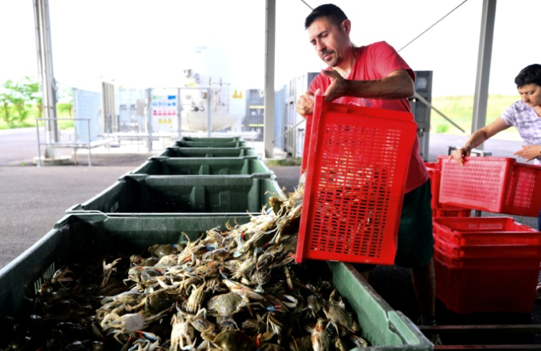 Un pêcheur vide une caisse de crabes bleus vivants, fraîchement pêchés dans le fleuve Pô, à Scardovari, dans le nord-est de l'Italie, le 26 juin 2026 ( AFP / Stefano RELLANDINI )