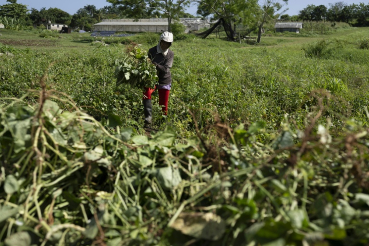 Un agriculteur travaille à la ferme agro-écologique "La Burgambilia" à Caimito, dans la province d'Artemisa, le 25 juin 2026 à Cuba ( AFP / Pablo PORCIUNCULA )