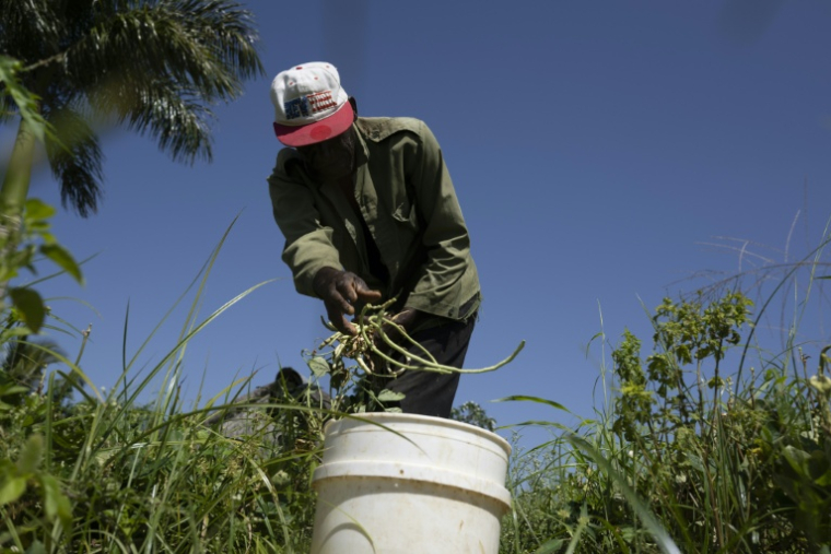 Un agriculteur travaille à la ferme agro-écologique "La Burgambilia" à Caimito, dans la province d'Artemisa, le 25 juin 2026 à Cuba ( AFP / Pablo PORCIUNCULA )