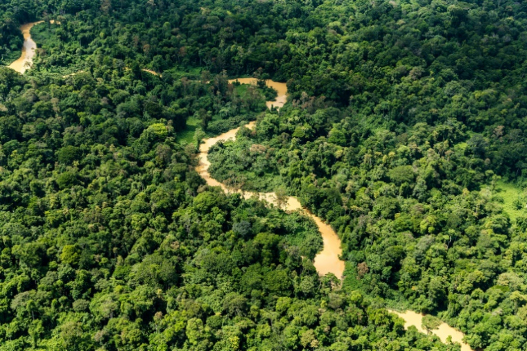 Vue aérienne de la forêt amazonienne, le 12 octobre 2017, en Guyane française ( AFP / Jody AMIET )