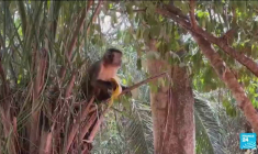 Brésil : des feux "hors de contrôle" mettent en danger le Pantanal