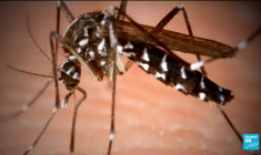 Moustique tigre : une opération de démoustication en plein coeur de Paris