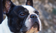 Les magasins sont-ils contraints d'accepter les animaux en France ? (illustration) (Pixabay / Elioenai)