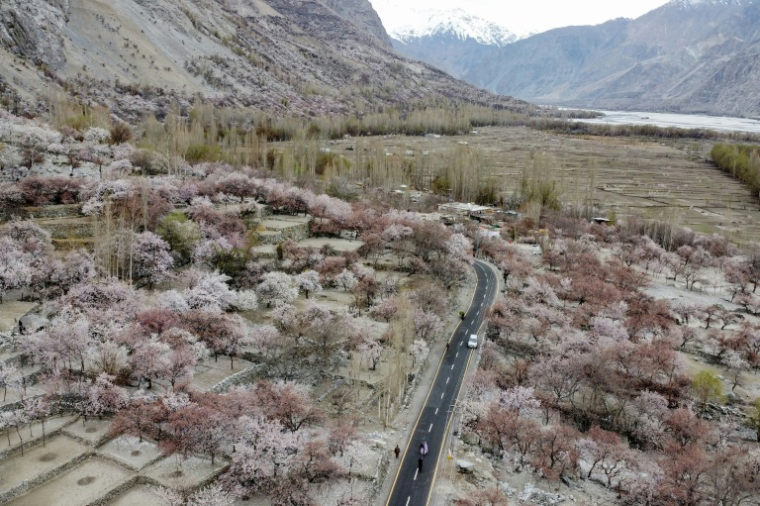 Une route serpente au milieu d'abricotiers en fleur dans les contreforts montagneux à Ghanche, dans la région du Gilgit-Baltistant, le 30 mars 2026 au Pakistan ( AFP / Manzoor BALTI )