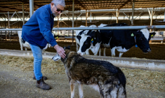 Le 17 mars 2026, Tommy Kurlender, éleveur laitier et arboriculteur israélien, caresse son chien de ferme près d'un abri de grange à Bet Hillel, près de la frontière libanaise dans le nord d'Israël ( AFP / Odd ANDERSEN )