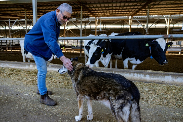 Le 17 mars 2026, Tommy Kurlender, éleveur laitier et arboriculteur israélien, caresse son chien de ferme près d'un abri de grange à Bet Hillel, près de la frontière libanaise dans le nord d'Israël ( AFP / Odd ANDERSEN )
