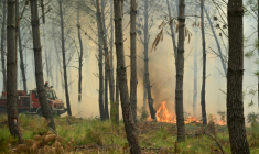 Des pompiers luttent contre un feu de forêt près de Luglon, dans les Landes, le 14 août 2026  ( AFP / Gaizka IROZ )