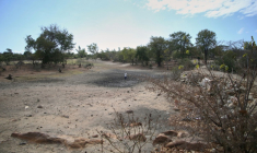 Sécheresse à Mudzi, au Zimbabwe, le 2 juillet 2024, lors d'un précédent épisode El Niño ( AFP / Jekesai NJIKIZANA )
