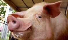 Le Bryne FK ne pourra bientôt plus offrir des animaux en guise de trophée