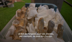 Un squelette d'Elasmosaure de 9 mètres de long bientôt vendu aux enchères en France
