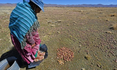 Un paysan dans un champs de pommes de terre à Machacamarca, en Bolivie, le 30 juin 2021 ( AFP / AIZAR RALDES )