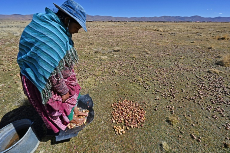 Un paysan dans un champs de pommes de terre à Machacamarca, en Bolivie, le 30 juin 2021 ( AFP / AIZAR RALDES )